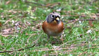 Brambling II