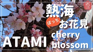 【熱海 ATAMI】女ひとり旅/あたみ桜 Atami cherry blossom