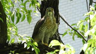 20200718 東寧運動公園鳳頭蒼鷹 – 裝死的鳳爸