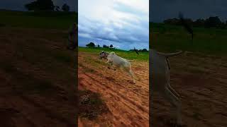 నువ్వంటే నాకు ఇష్టం ఇష్టం. please subscribe my channel support farmer.#shorts #youtube #cow #racing