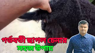 গর্ভবতী ছাগল চেনার সহজ উপায়