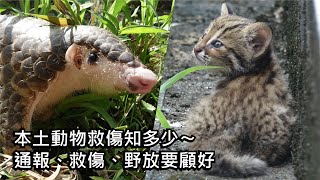 本土動物救傷知多少〜通報、救傷、野放要顧好