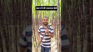 योगीजी के पूर्वांचल का फ़ेमस गन्ना🎋Red Sugarcane farming business in India #agrilcareer