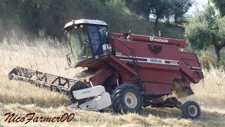 START HARVEST SEASON 2K20 | LAVERDA FIATAGRI 3550AL + NEW HOLLAND M160 | D'AGOSTINO × DI FEBO PAOLO