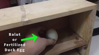 Identification of Fertillized Duck Eggs Using Image Processing​