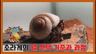 소라게의 쉘 선택 기준과 과정