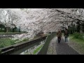 雨上がり　お花見散歩　満開の桜　杉並区成田西・善福寺川　２０１６．４．４　ohanami sakura japan