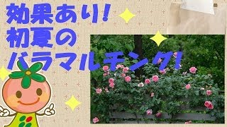 【バラの育て方】初夏のバラのマルチング【花ごころ】