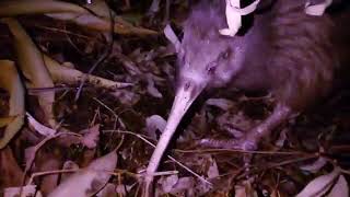 【天王寺動物園】アーク父ちゃんの庭のキーウィたち Kiwis eating beetle larvae at night