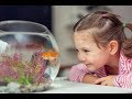 Los 8 mejores peces para niños