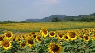 四国一の絶景・中山ひまわり団地   ～香川県まんのう町～  2016 8/10