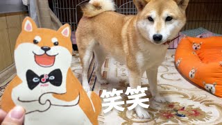 柴犬に誕生日ソングを3回聞かせてみたw