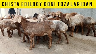 90 SMLI GIGANT TOZZA EDILBOYLAR KELDI SHOSHILAMIZ