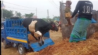 Bhai koto Nilo 2023 |ভাই কতো নিলো ২০২৩। gabtoli gorur haat 2023 | Quarbani cow price Bangladesh 2023