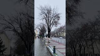 Winter morning ❄️ | Tashkent 🏙️  #shorts #snowfall #tashkent #viral #winter