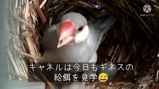 【産卵開始から２６日経過　雛４羽🐣元気に成長】文鳥garden 2022.2.27