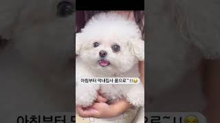 일어나자마자 막내집사품으로 #강아지브이로그 #강아지일상 #반려견 #cutedog #cute #s사이즈 #puppy #개집사