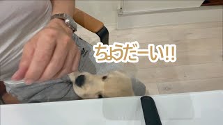 お願いします。これで譲って下さい！ゴールデンレトリバーティト