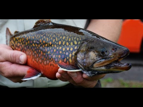 Coaster Brook Trout - Research & Restoration By Red Cliff Band Of Lake ...