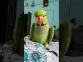 तोते को बात करना कैसे सिखाएं bolne wala tota mitthu tote ki awaz ringneck amazing talking parrot