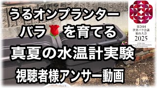 半水耕栽培の薔薇は17L水が入るうるオンプランターで育てています。6年前から栽培しています。　今回はうるオンプランターの中の水がお湯になるのではとご質問を頂きました、視聴者様のアンサー動画です。