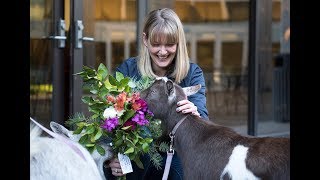 Goatgrams surprise individuals