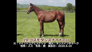 2021年度　19コスモダンスナイトの20（父マインドユアビスケッツ）