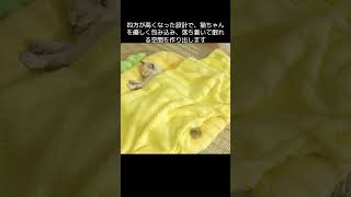 猫ベッド もこもこぬくぬく猫ちゃんベッド #ニャーネスト #猫ベッド #通販サイト