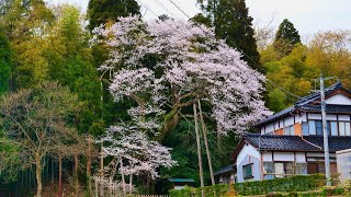 4K HDR 富山 古寺の桜 Toyama,Kojinosakura