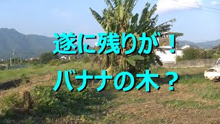 バナナの森の開拓11日12日13日