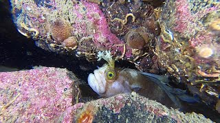 Charmig tångsnärta och dykning i Gullmarsfjorden / Yarrell's blenny, scuba diving in Gullmar fjord