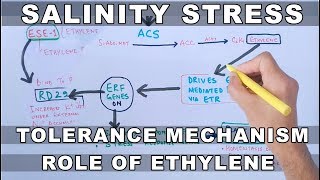 Salinity Stress | Tolerance Mechanism by Ethylene
