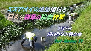 【緑の町なみ保全会】ミズアオイの追加植付と巨大な雑草の除去作業  240707 ~サーフモンキーTV