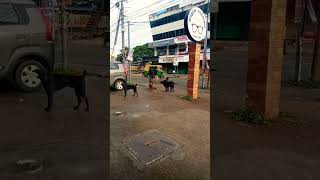 ആരാടാ ഞങ്ങളെ അനിയനെ തല്ലിയത്.......🐕‍🦺                               #utubeshorts #dog