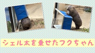 【wombat】シェル太を乗せたフクちゃん☆(Fuku put the shelter on his head)