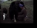 mongolia—tuvan yak domestication songs