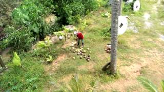 Monkey collects coconuts