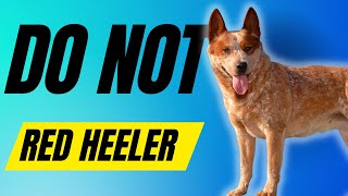 7 Reasons You SHOULD NOT Get a Red Heeler - Australian Cattle Dog