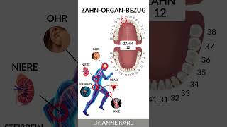 Zahn 12 | Zahn-Organ-Bezug  | Dr. Anne Karl