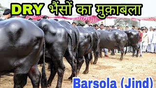 Buffalo Competition 🏆 Barsola(Jind) 🏆Category-DYR