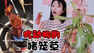 【架子手作】吃動物的“豬籠草”見過嗎？任何昆蟲都能吃，絕對是植物界殺手