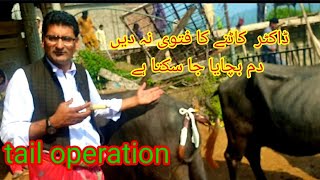 tail wound بھینس کے دم پر زخم Buffalo Treatment tail