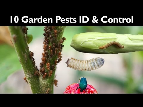 10 Garden Pests & How To Organically Control Them 10 Garden Pests & How To Organically Control Them