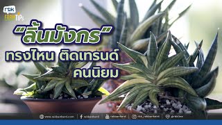 ลิ้นมังกร ทรงไหนขายดี คนนิยม [ Rakbankerd | รักบ้านเกิด ]