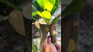 Jackfruit Grafting Technique | Jackfruit Grafted Plant #shorts