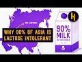 Why 90% of Asians are Lactose Intolerant