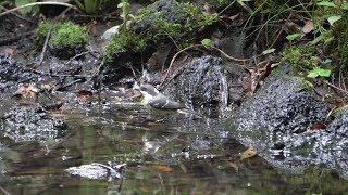 河口湖フィールドセンターのヒガラ（幼鳥）の水浴び　その８（4K60P動画）