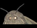 Ugandan Moth Lamp ASMR