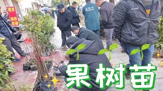 实拍一：农村集市卖果树苗，桂林卖金桔苗50一棵，柳州卖25一棵