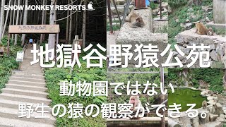 【地獄谷野猿公苑　長野】SNOW MONKEY PARKに野生の猿を見に行って来た。｜地獄谷野猿公苑｜日本猿｜長野見｜